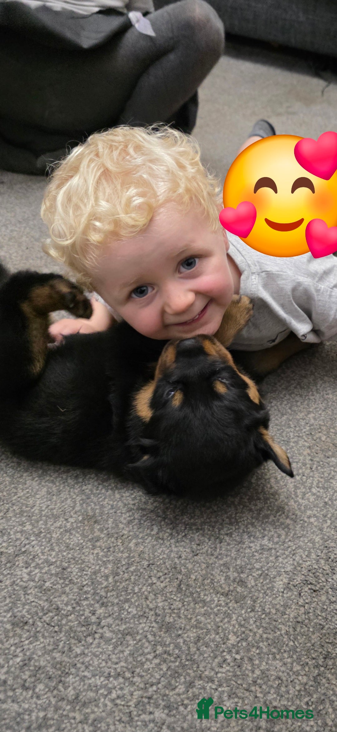 Rottweiler dogs for sale: Rottweiler puppies - Image 1