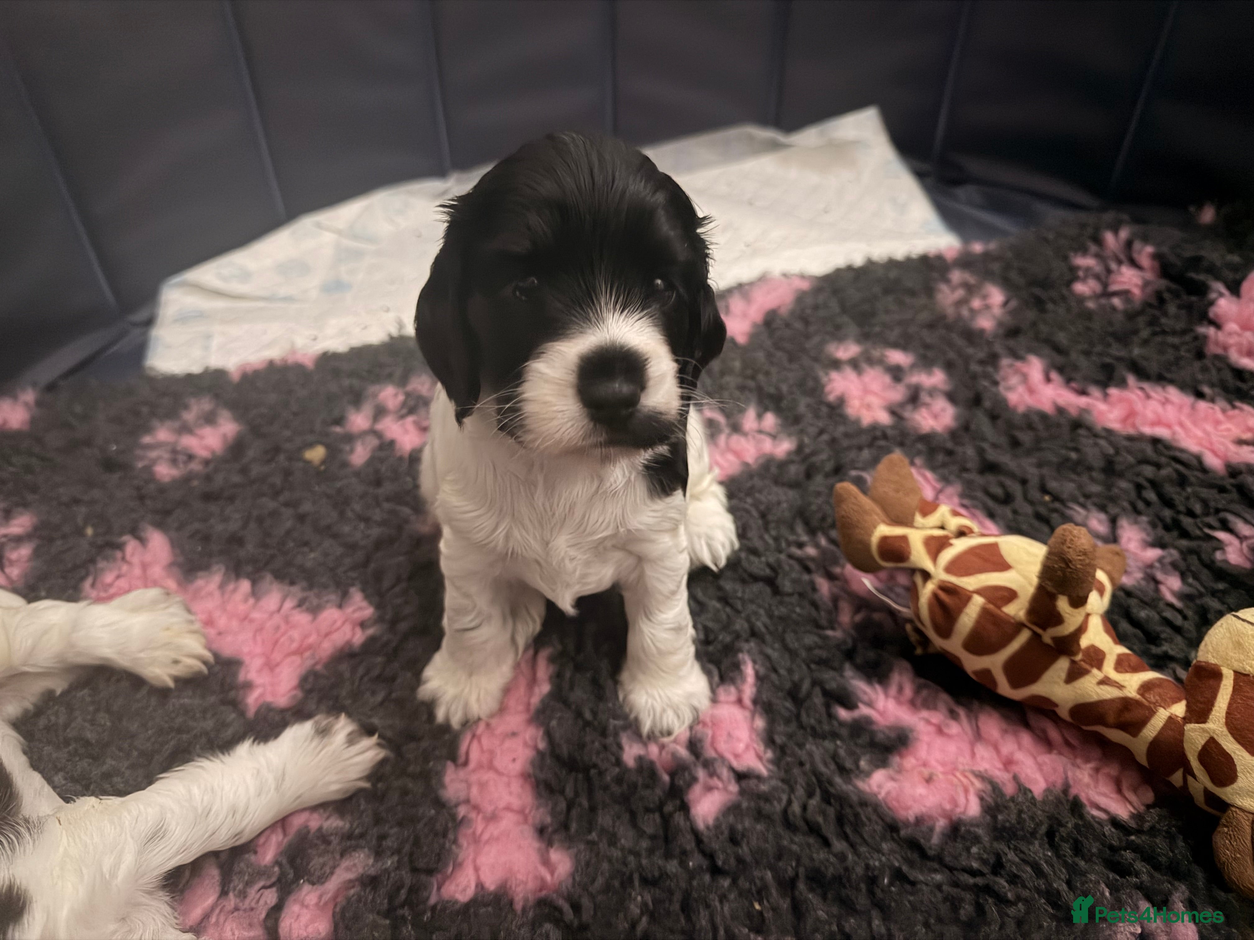 Cocker Spaniel dogs Beautiful Cocker Spaniel Puppies ✨ - Advert 5