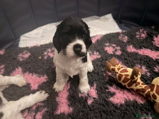 Cocker Spaniel dogs Beautiful Cocker Spaniel Puppies ✨ - Advert 5