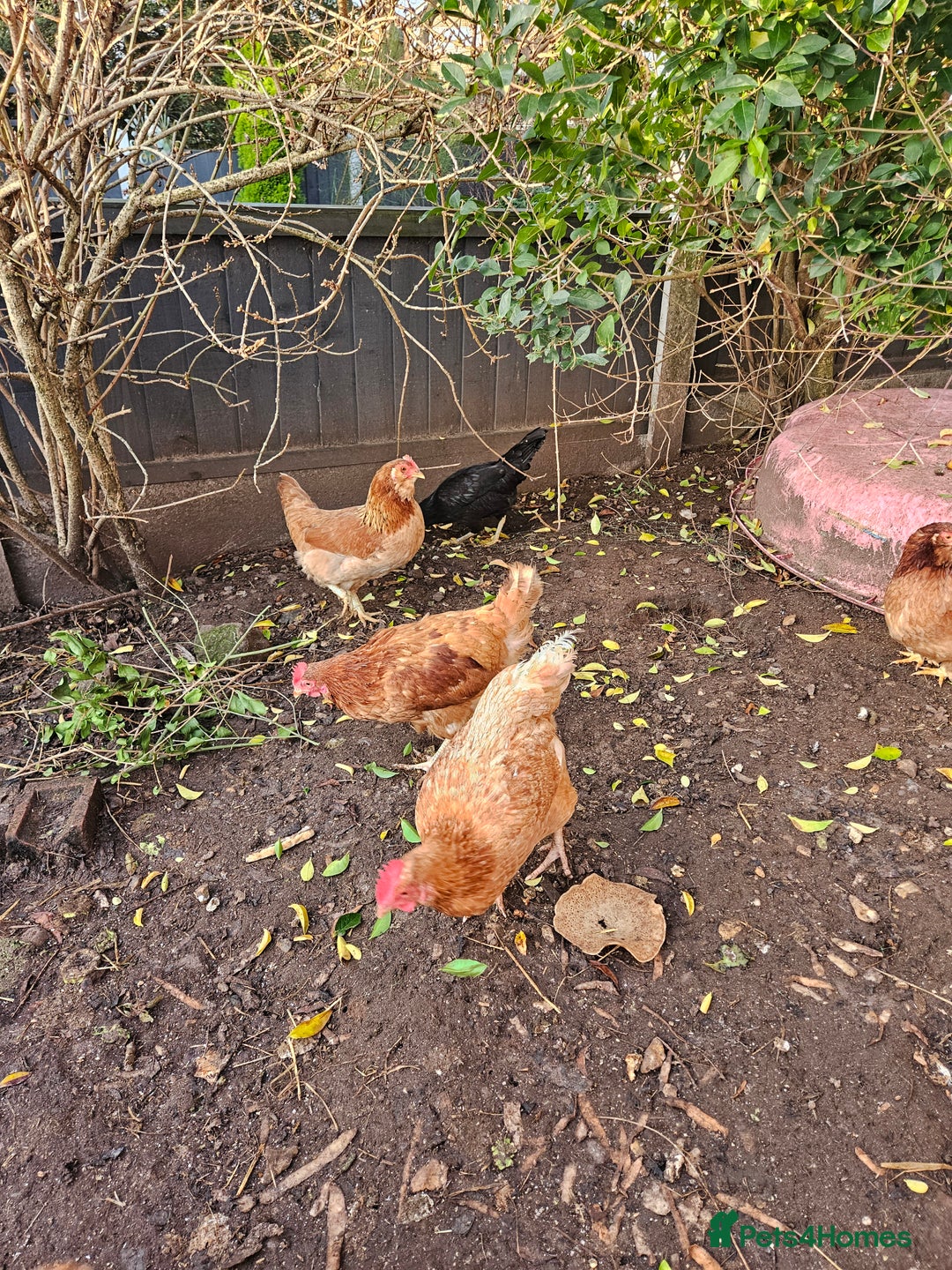 Chickens poultry for sale: 11 hens 1 cockrel  - Advert 19