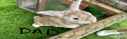 Mixed Breed rabbits for sale: Baby bunnies 2 4 £50 or £30 each - Advert 12
