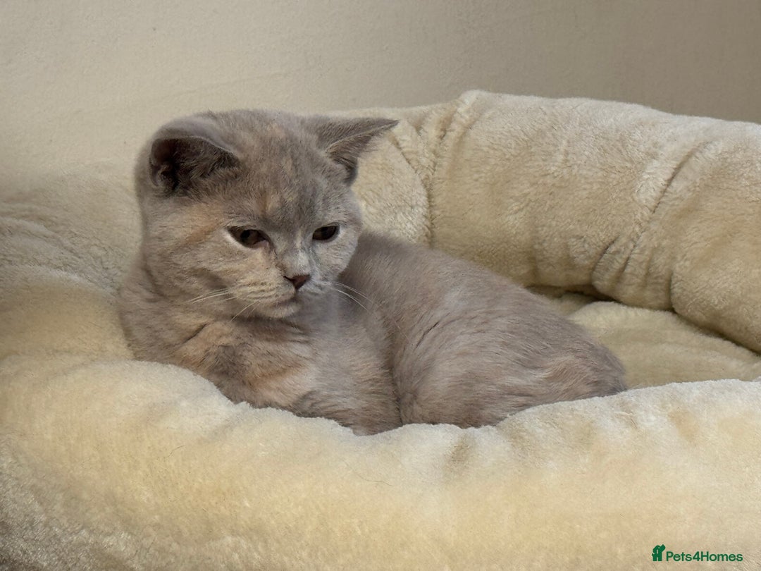 British Shorthair cats for sale: Adorable British Shorthair Kitten GCCF Registered  - Image 5