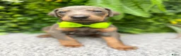 Dobermann dogs for sale: *KC REGISTERED* HEALTH TESTED DOBERMAN PUPPIES* - Advert 27