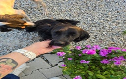 Cocker Spaniel dogs for adoption: Dena! - Image 2