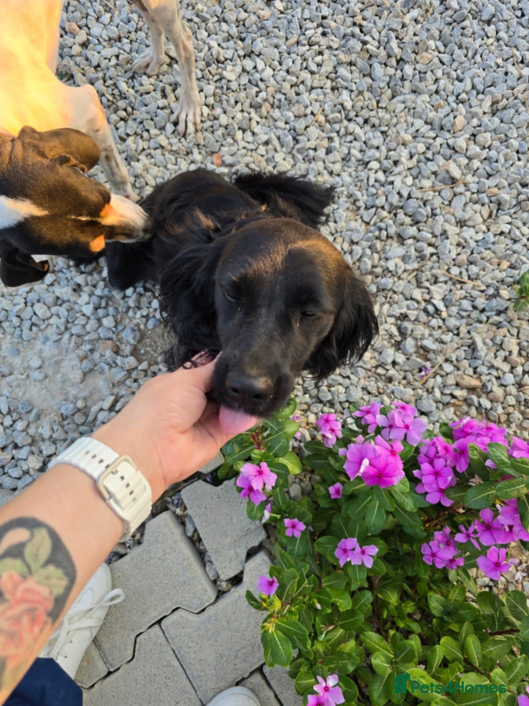 Cocker Spaniel dogs for adoption: Dena! - Image 2