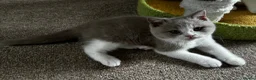 British Shorthair cats for sale: British shorthair kittens  - Advert 2