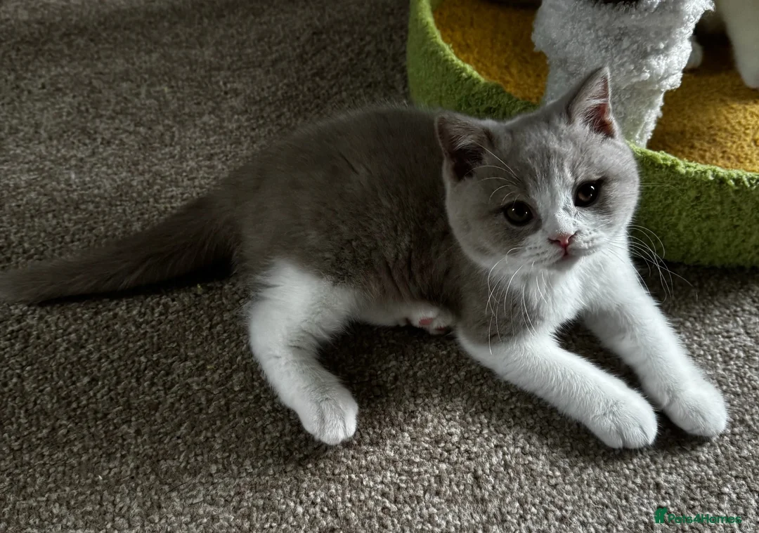 British Shorthair cats for sale: British shorthair kittens  - Advert 2