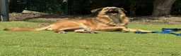Mixed Breed dogs for adoption: Aladdin needs a loving home - Advert 11