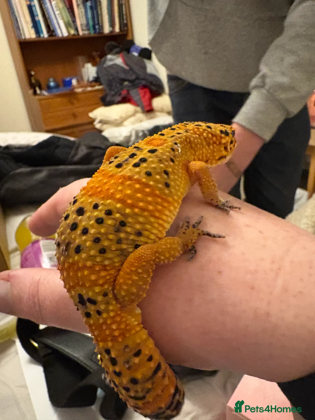 Leopard Gecko reptiles for sale: 2 female leopard geckos and enclosure in March - Advert 2