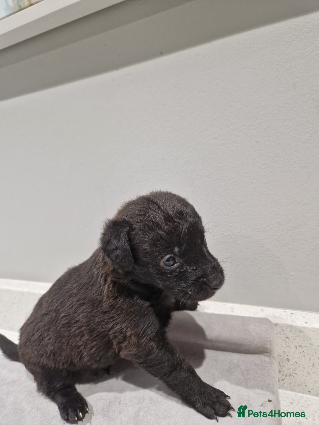 Mixed Breed dogs for sale: Patterdale x cavapoo  - Advert 3