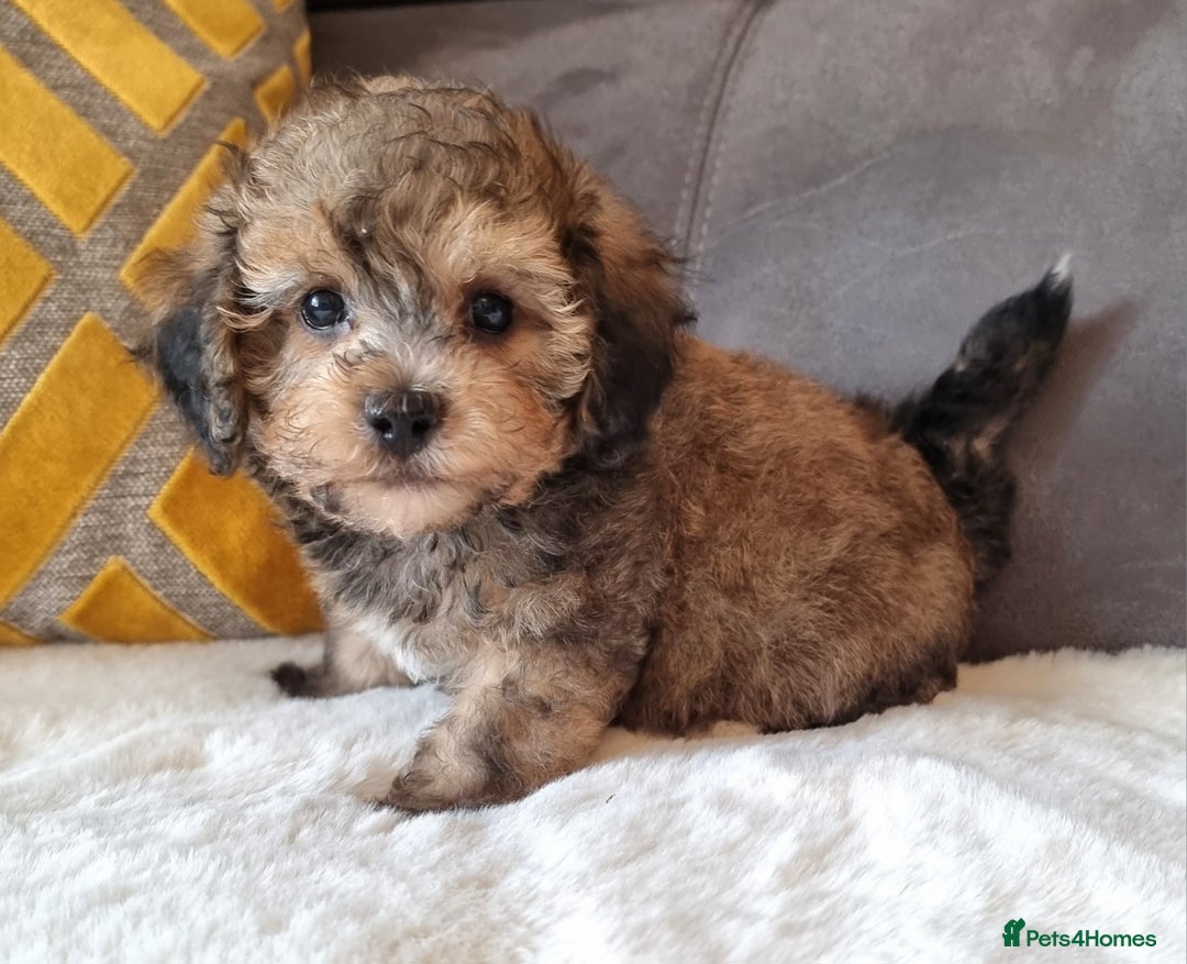 Shihpoo dogs for sale: Adorable little Shihpoo's, sold fully vaccinated - Image 5