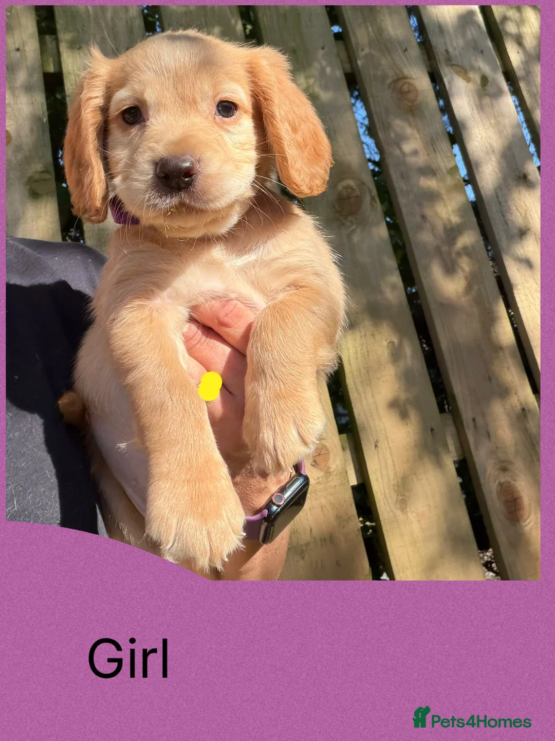 Cocker Spaniel dogs for sale: KC Registered Cocker Spaniel Puppies - Advert 2