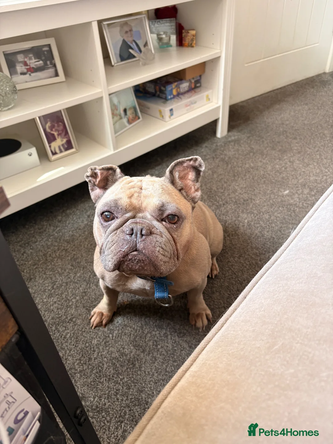 French Bulldog dogs for sale: Looking for rehome  in Preston - Advert 2