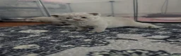 British Shorthair cats for sale: Pure British short hair kittens - Advert 18