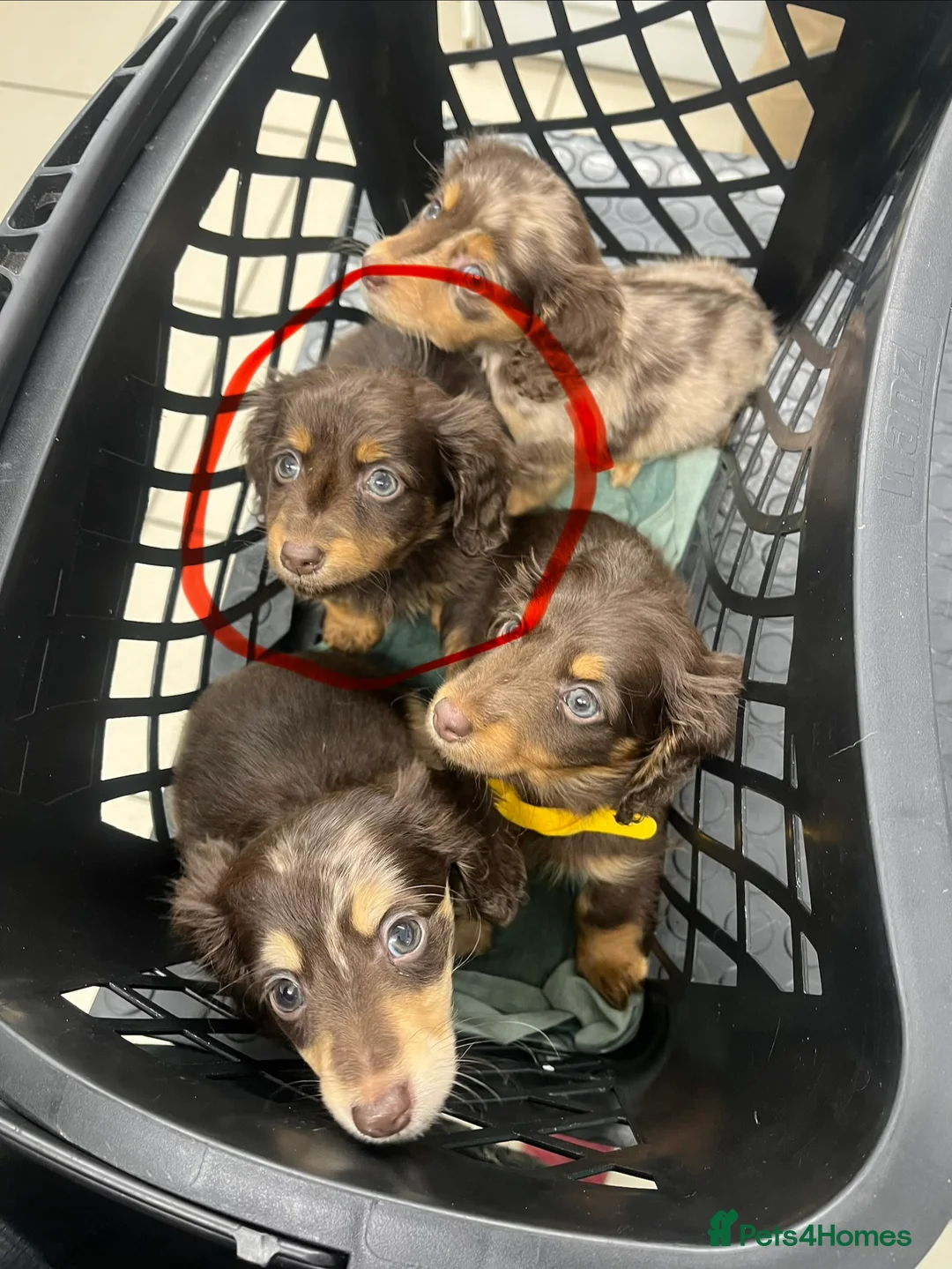 Miniature Dachshund dogs for sale: READY NOW Long hair tiny KC - Advert 2