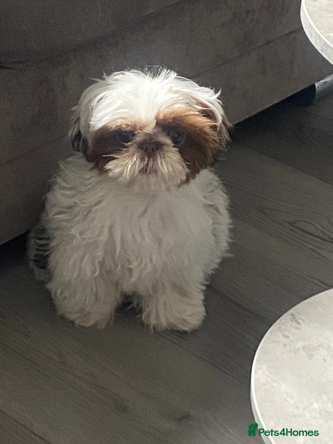 Shih Tzu dogs for sale: Imperial shih tzu in Liverpool - Advert 1