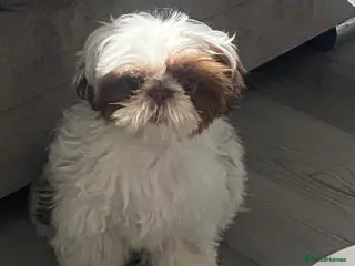 Shih Tzu dogs Imperial shih tzu - Advert 6