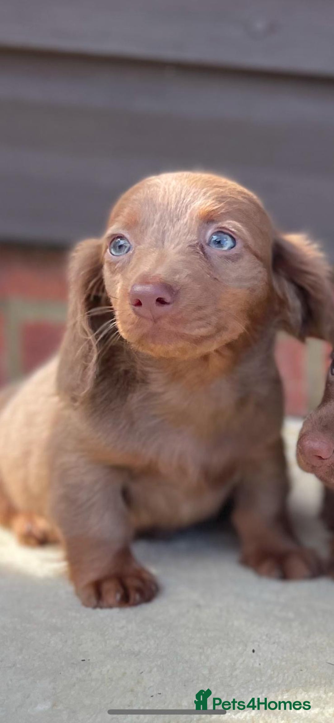 Miniature Dachshund dogs for sale: Long haired miniature Dashshund puppies  - Image 10