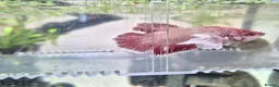 Bettas fish for sale: X3 betta fish - Advert 3