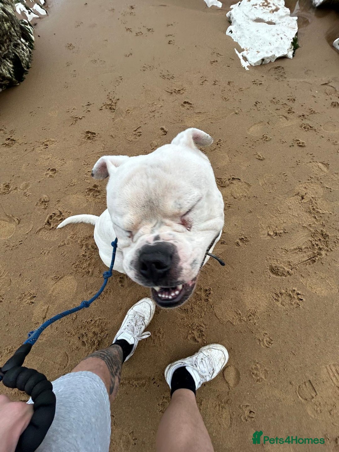 American Bulldog dogs for sale: Meet Blu Our American Bulldog - Image 1