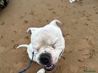 American Bulldog dogs - Advert 9