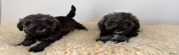 Schnoodle dogs for sale: Schnoodle puppies for sale  - Advert 4