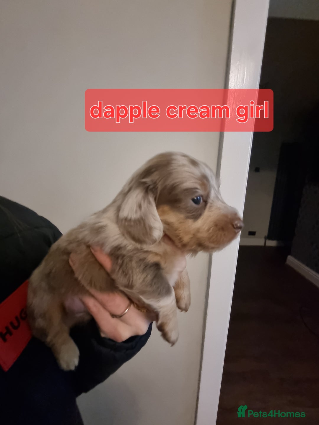 Miniature Dachshund dogs for sale:   Long haired  dachshunds puppies  top quality  - Image 16