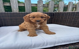 Mixed Breed dogs for sale: Beautiful cockalierpoo pups  - Image 1