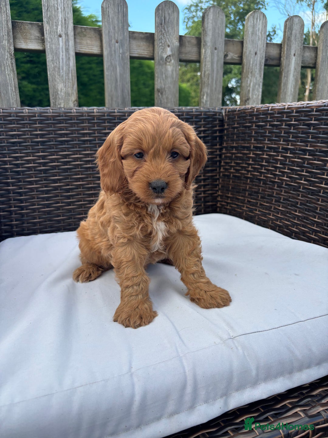 Mixed Breed dogs for sale: Beautiful cockalierpoo pups  - Image 1