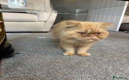 Persian cats for sale: 2 Male Ginger Persian Cats - Image 6