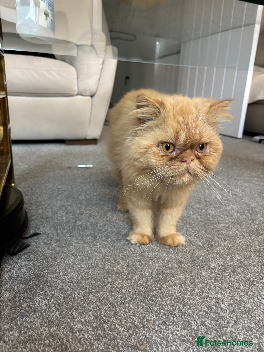 Persian cats for sale: 2 Male Ginger Persian Cats - Image 6