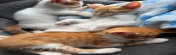 Mixed Breed cats for sale: 5 lovely kittens for sale  - Advert 5