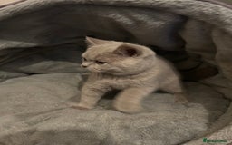 British Shorthair cats for sale: Chunky British shorthair kittens  - Image 4