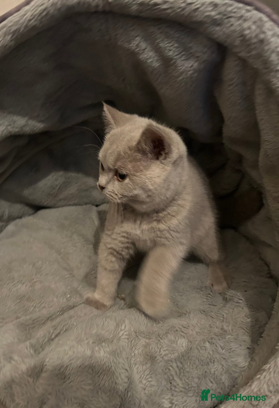 British Shorthair cats for sale: Chunky British shorthair kittens  - Image 4