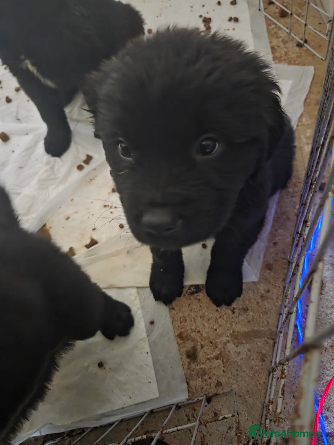 Mixed Breed dogs for sale: Beautiful Saint Bernewfie Puppies  - Advert 4