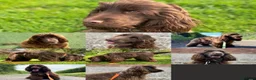 Cocker Spaniel dogs for sale: Show type cocker spaniel. Litter due 10/11/26  - Advert 3