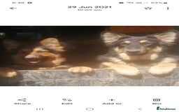German Shepherd dogs for sale: Stunning litter of german shepherd puppies - Image 11