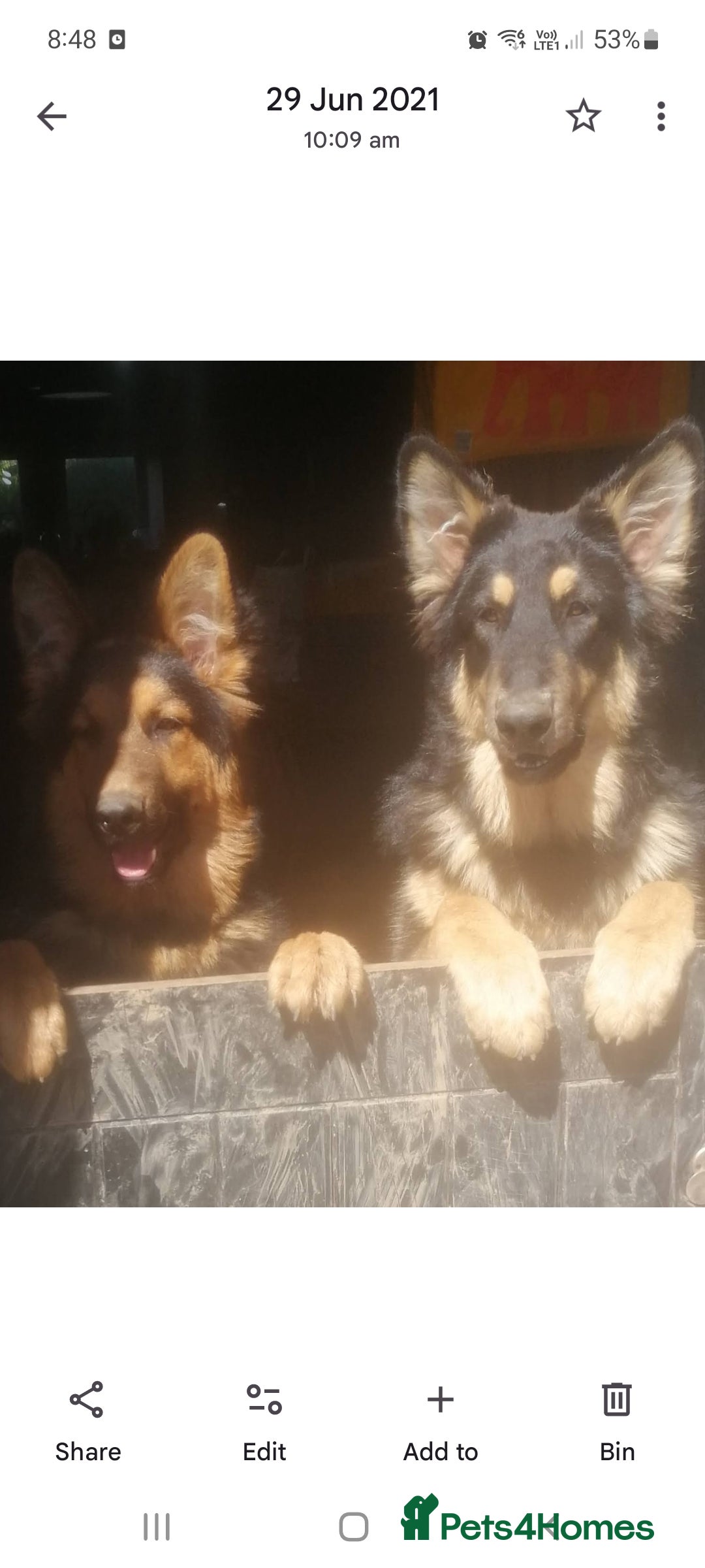German Shepherd dogs for sale: Stunning litter of german shepherd puppies - Image 11