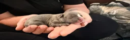 Boston Terrier dogs for sale: Boston X Puppies for sale  - Advert 19