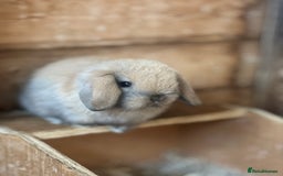 Mini Lop rabbits for sale: Baby mini lops  - Image 5