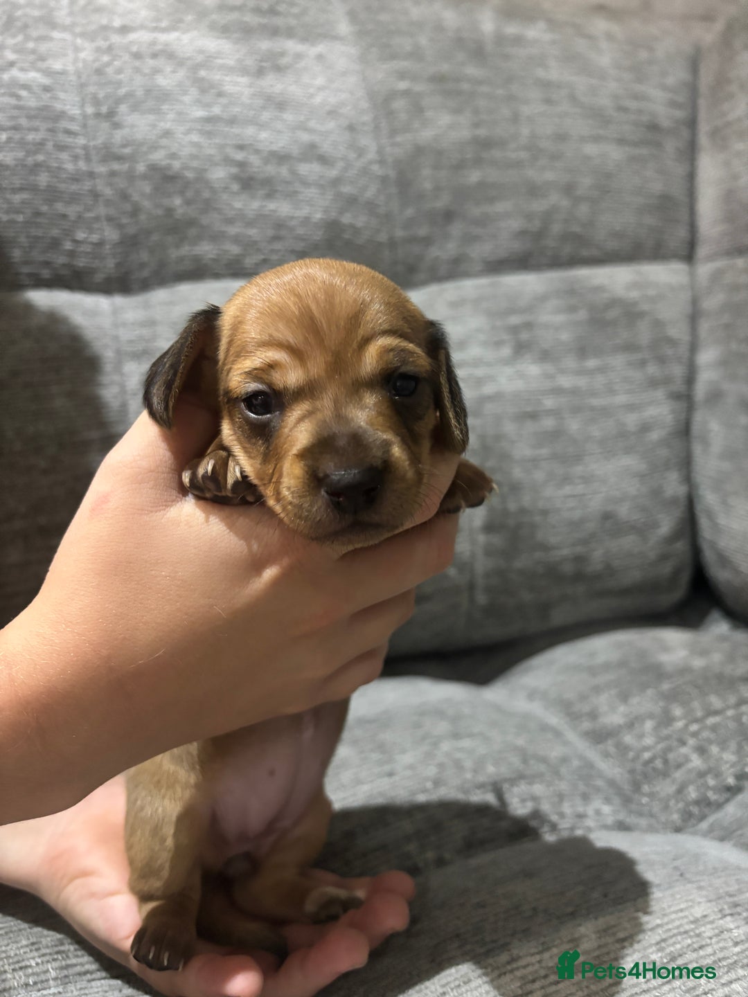 Miniature Dachshund dogs for sale: Beautiful Miniature Dachshund Puppies - Image 11