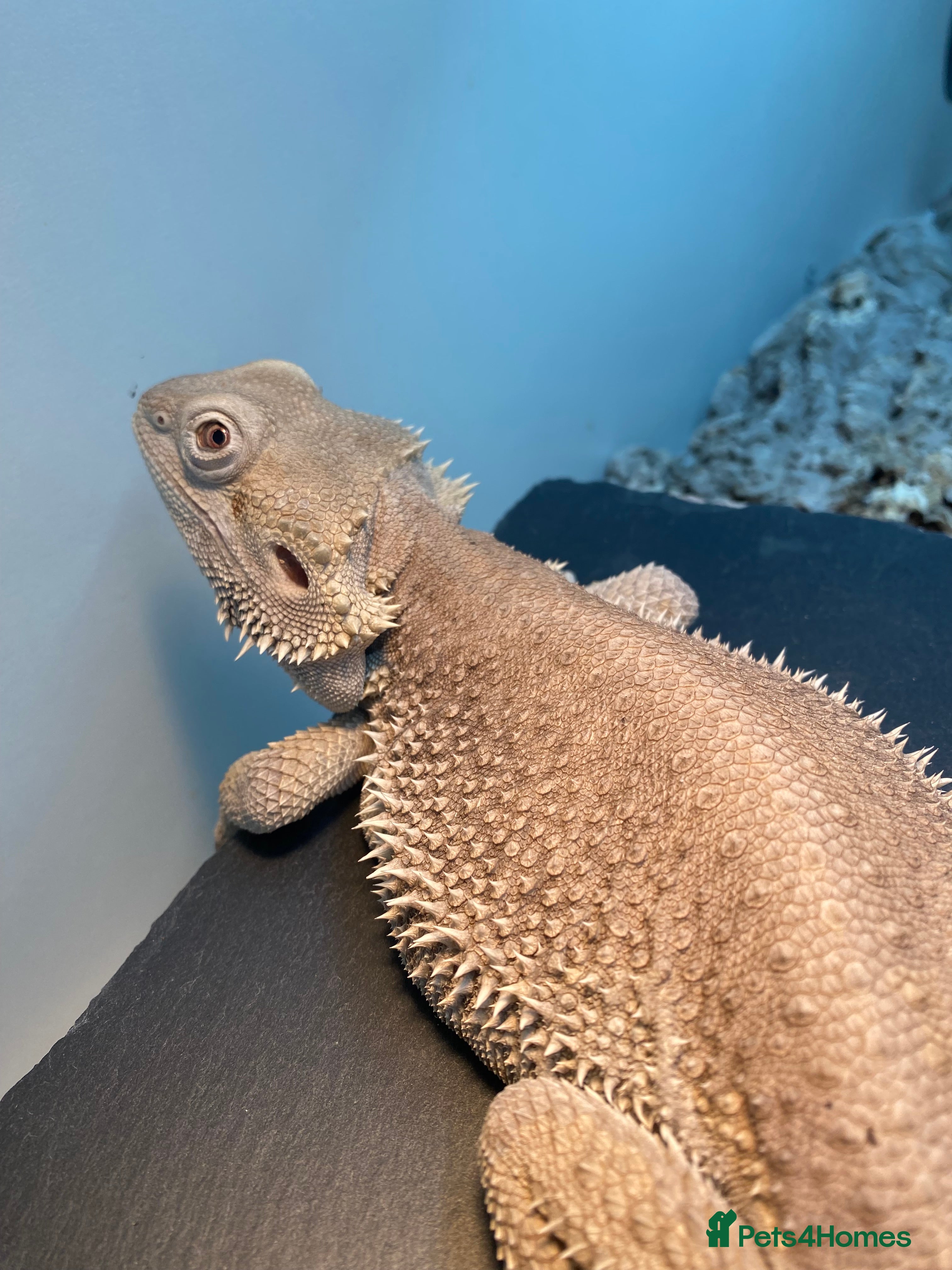 Bearded Dragon reptiles Zero morph cats eyes - Advert 4