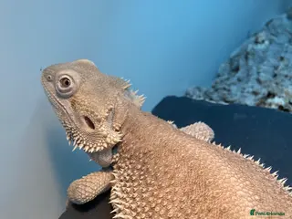 Bearded Dragon reptiles Zero morph cats eyes - Advert 7