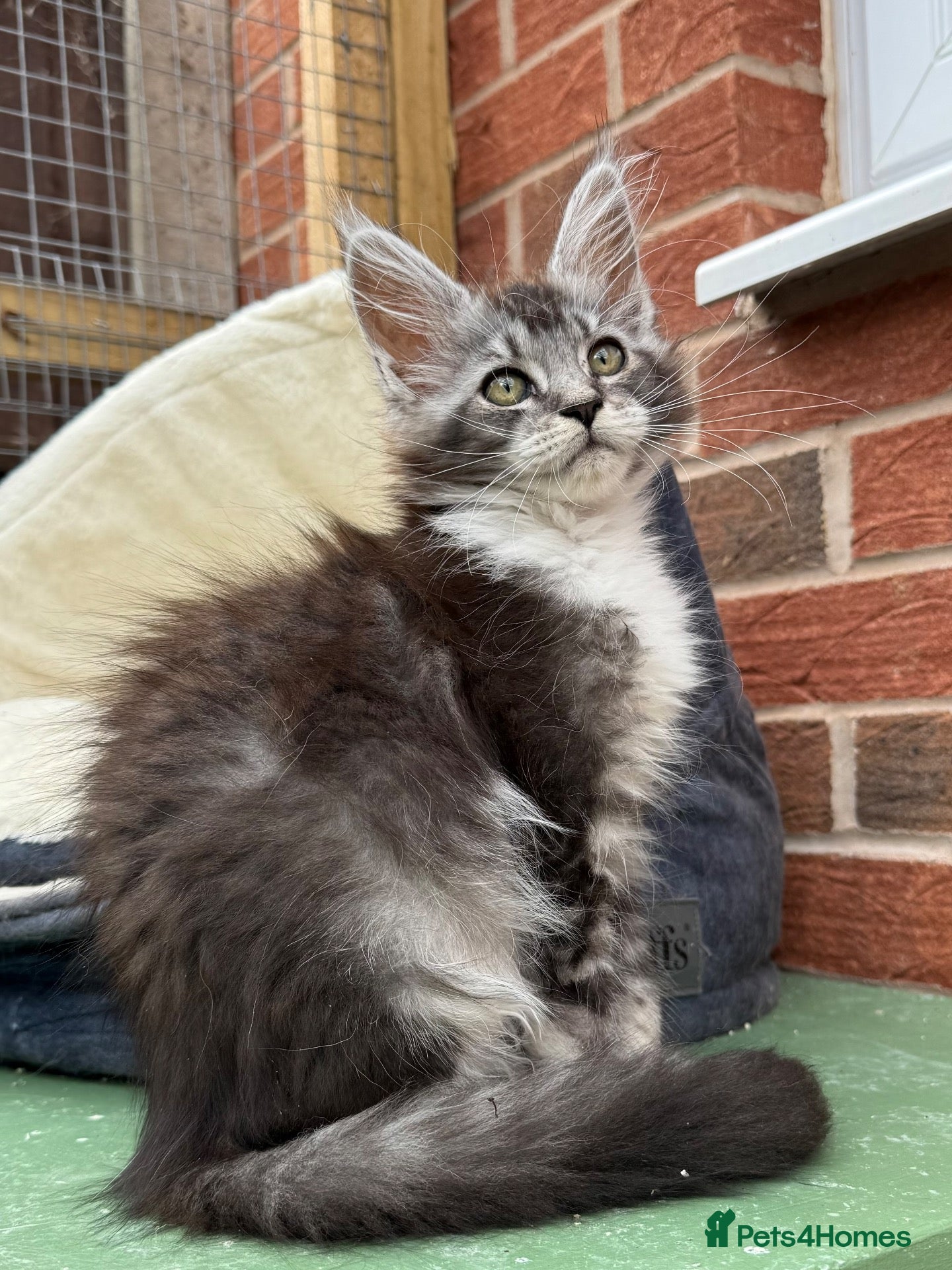 Maine Coon cats Maine coon kittens - Advert 1