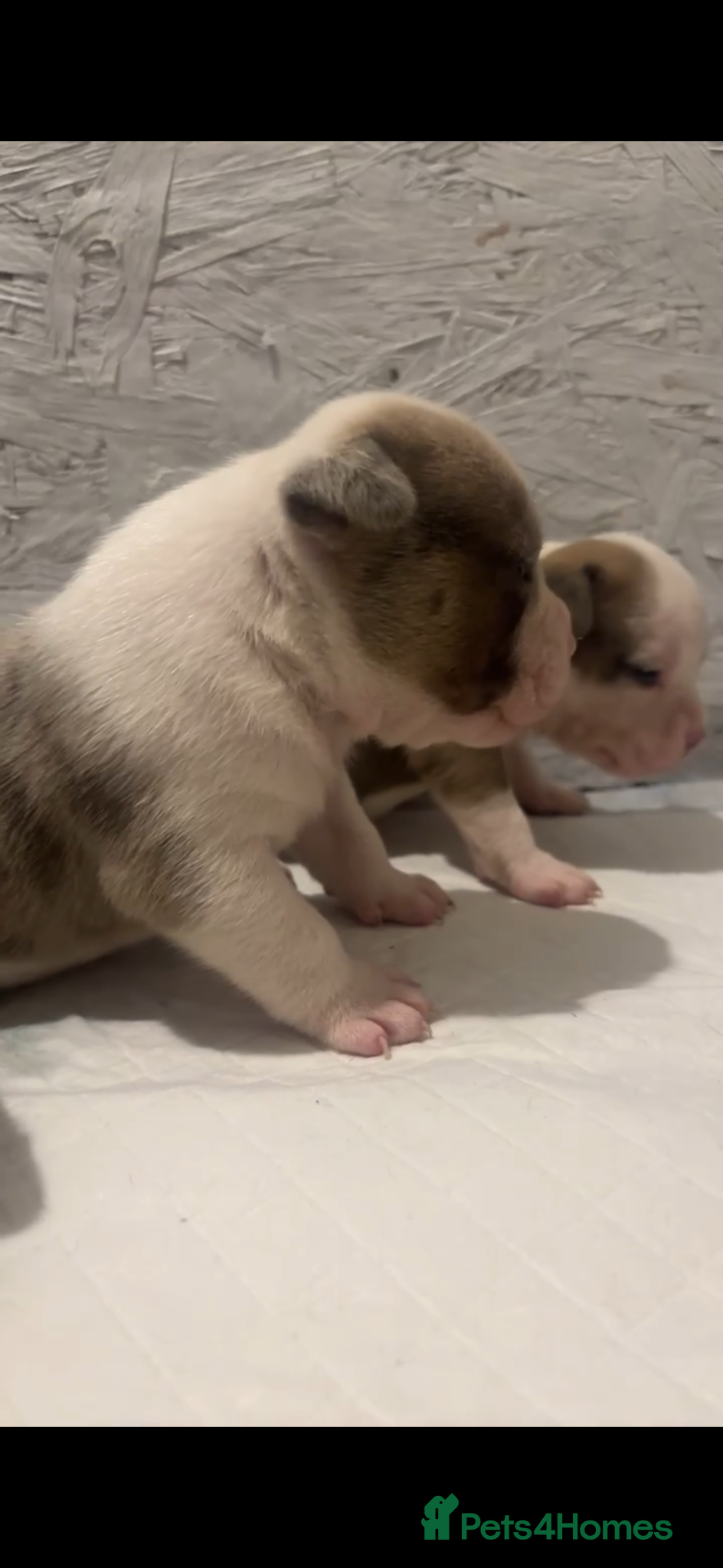 American Bully dogs Pocket bully puppies Merle fawn pied tri - Advert 1