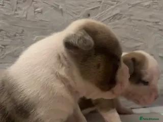 American Bully dogs Pocket bully puppies Merle fawn pied tri - Advert 1