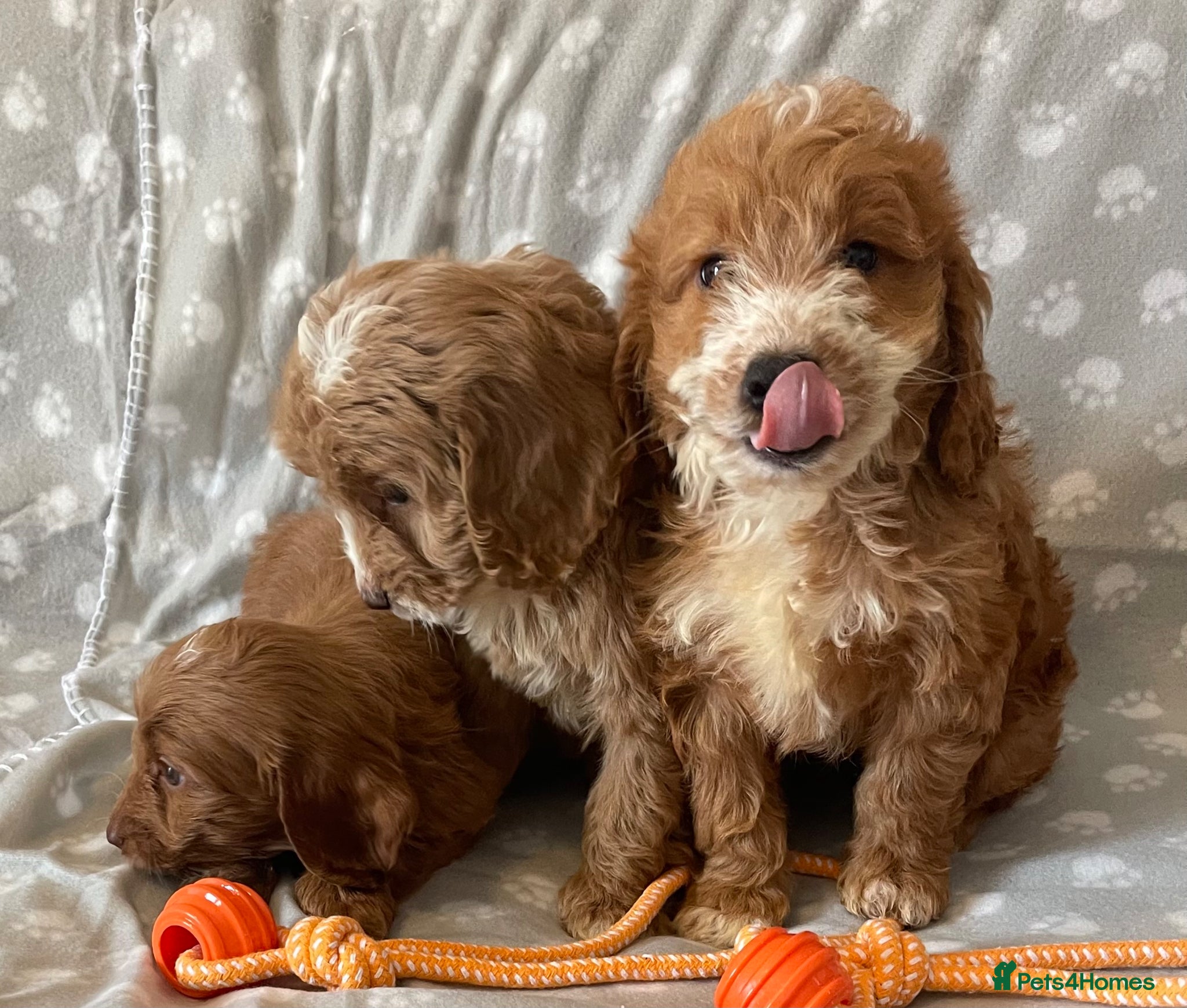 Cockapoo dogs Beautiful cockerpoo pups - Advert 1