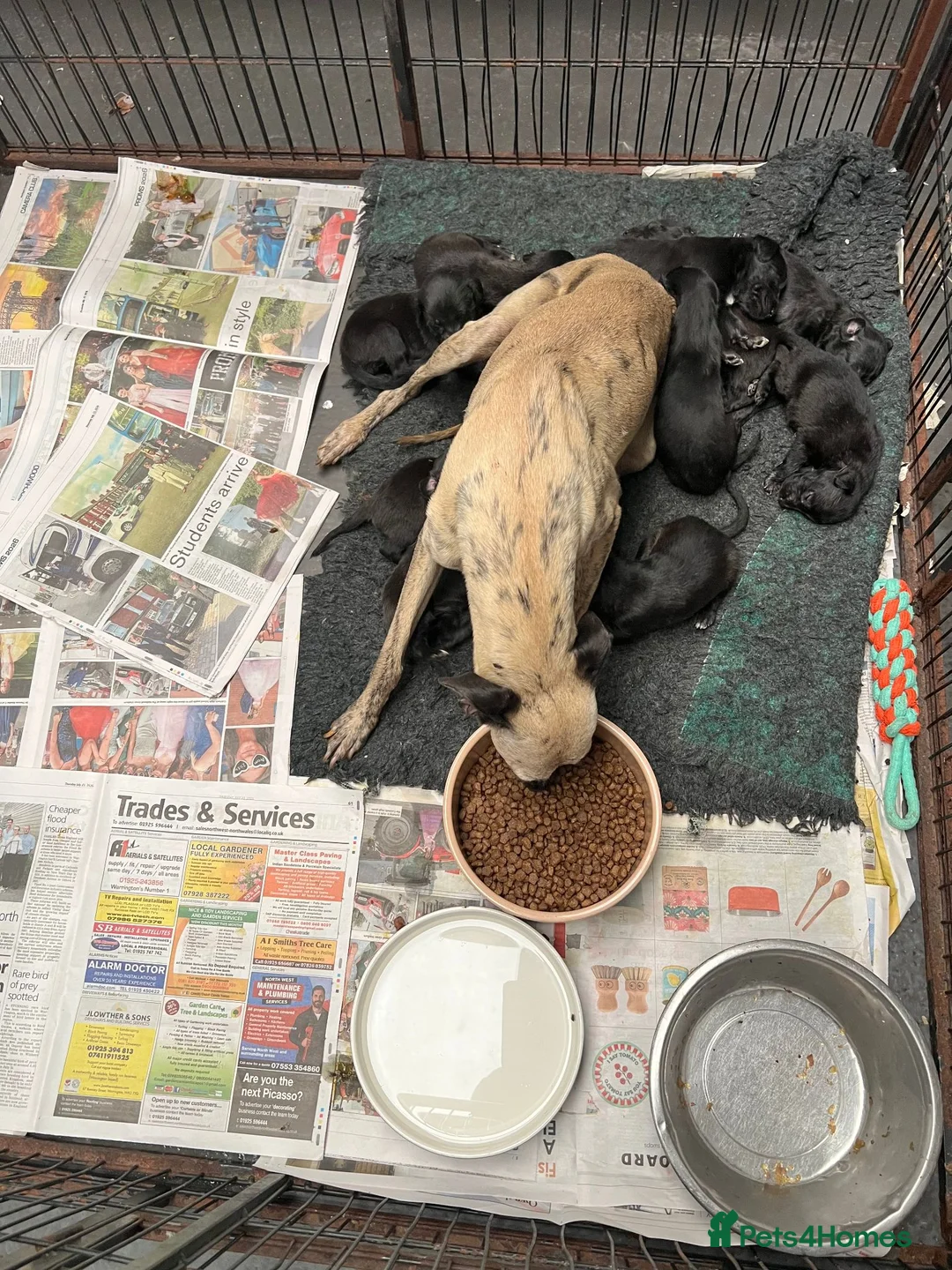 Bedlington Terrier dogs for sale: Top Quality F1 Bedlington x Whippet Puppies - Advert 6