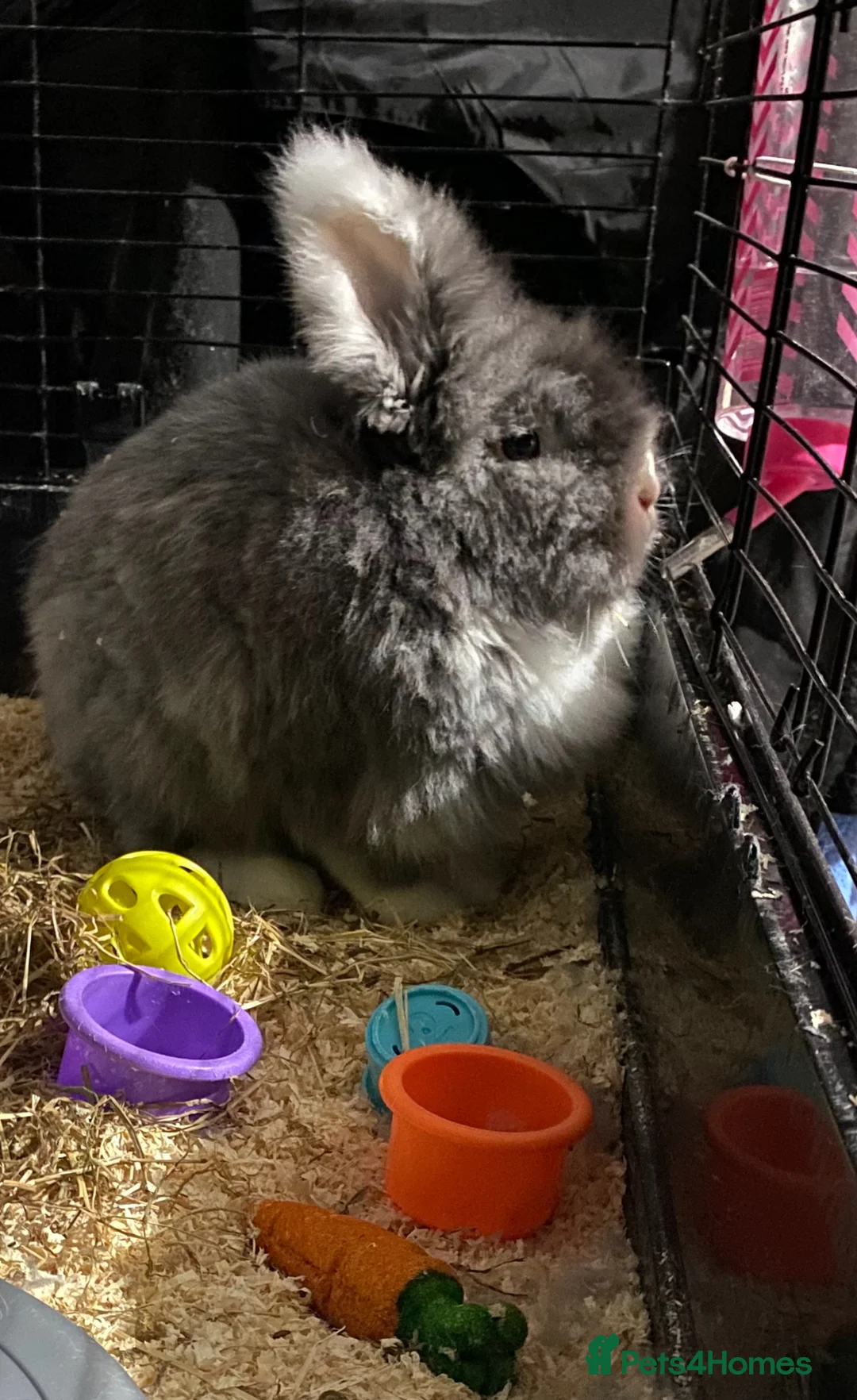 Lionhead rabbits for sale: 1 female , 1 male - 3 Year old lion head bunnies - Advert 4