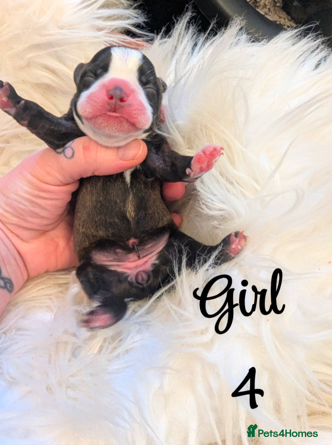 Boston Terrier dogs for sale: Boston X  - Advert 7